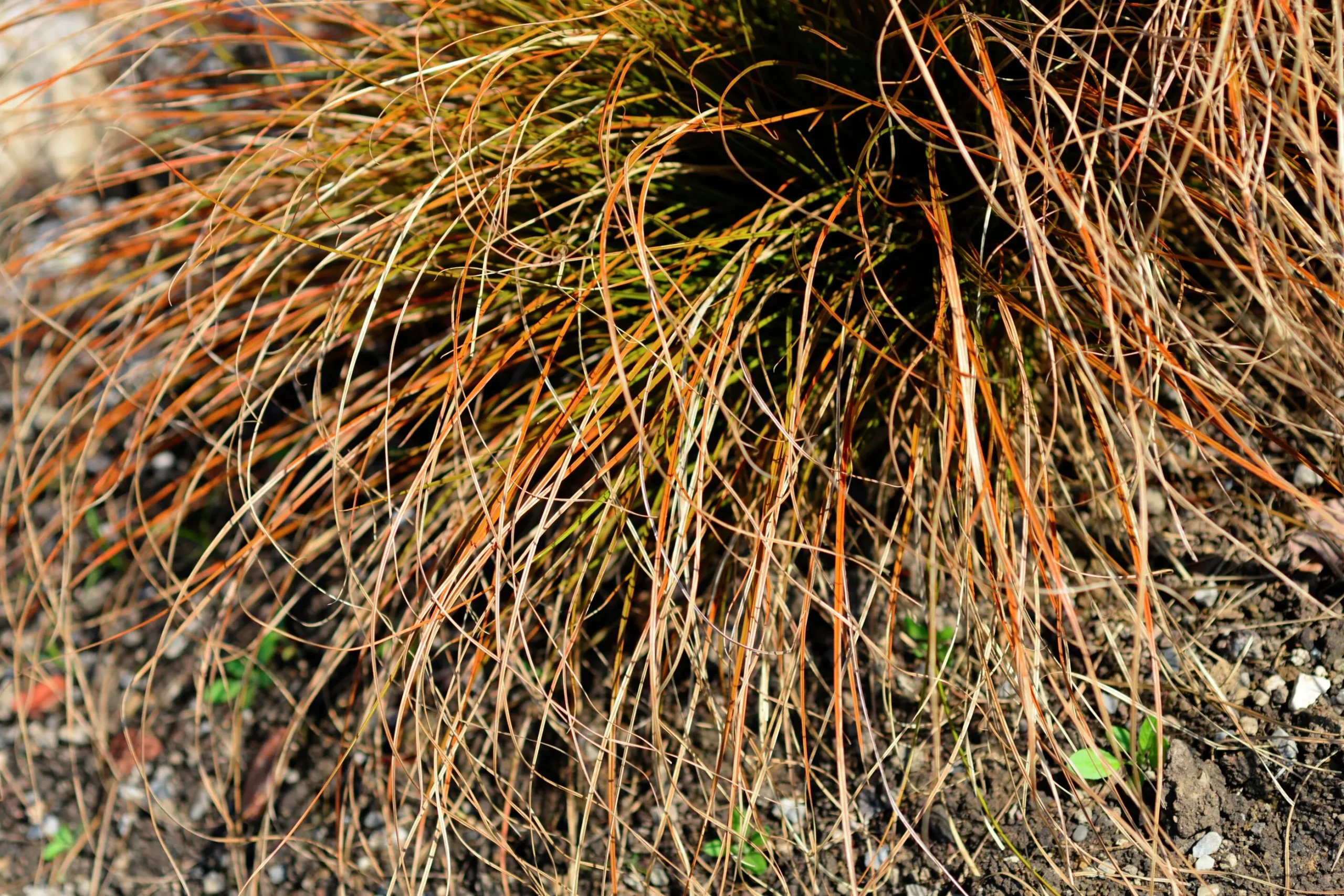 Brandstarr 'Prairie Fire' 2L
