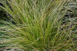 Brandstarr 'Prairie Fire' 2L