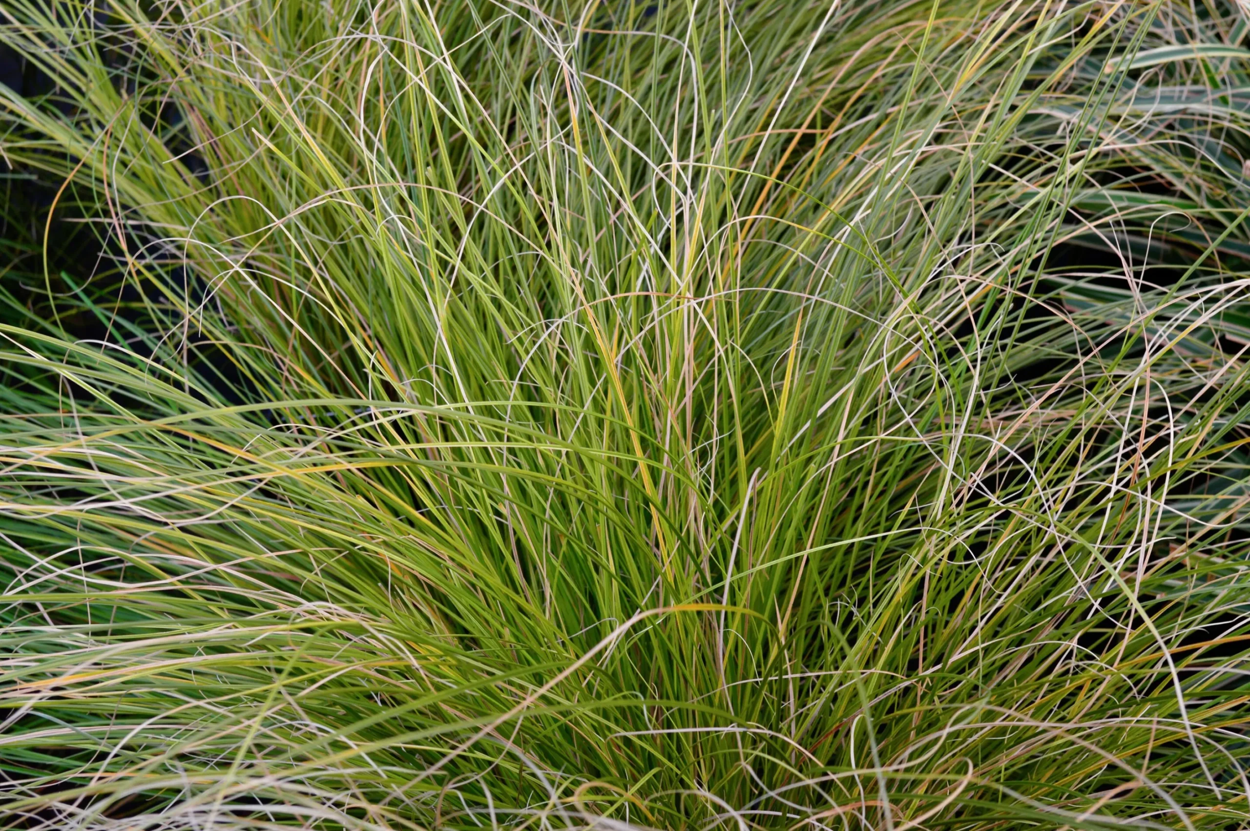 Brandstarr 'Prairie Fire' 2L