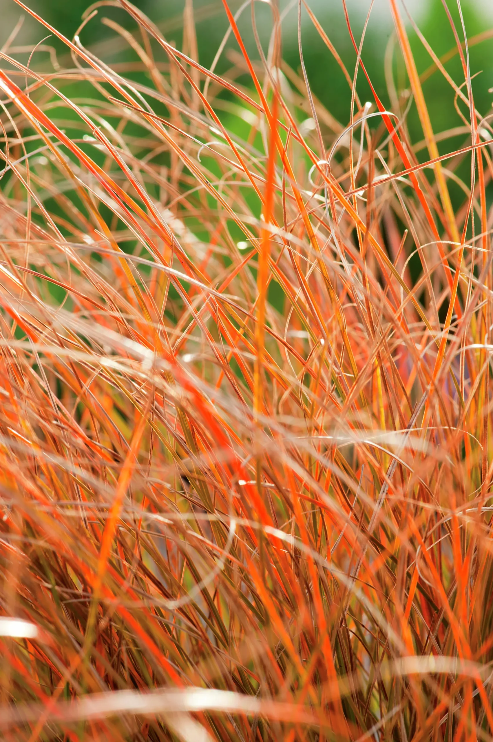 Brandstarr 'Prairie Fire' 2L