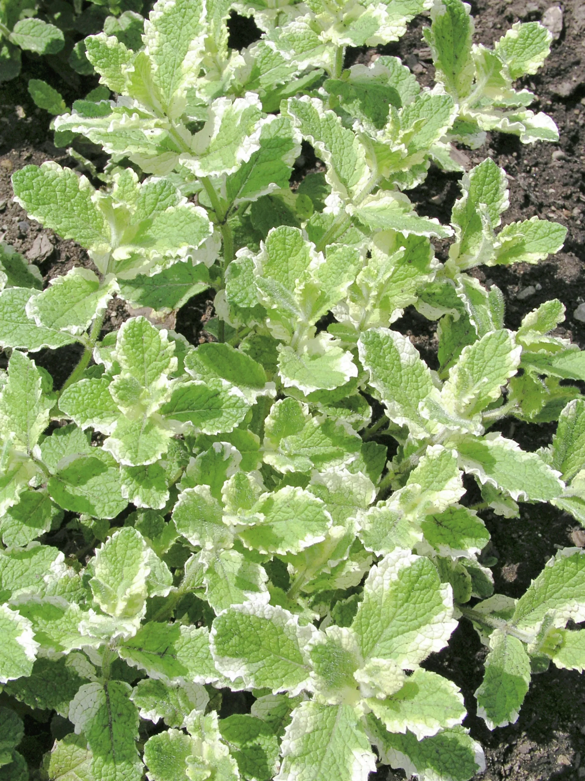 Brokbladig äppelmynta 'Variegata'