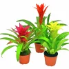 Bromelia lat. Guzmania 'Sunnies'