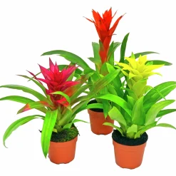 Bromelia lat. Guzmania 'Sunnies'