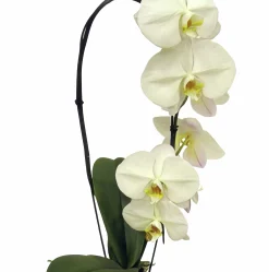 Brudorkidé lat. Phalaenopsis spp. 5 Stänglar Vit