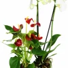 Brudorkidé lat. Phalaenopsis spp.