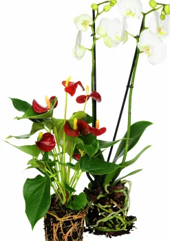 Brudorkidé lat. Phalaenopsis spp.