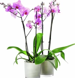 Brudorkidé lat. Phalaenopsis spp.