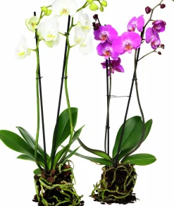 Brudorkidé lat. Phalaenopsis spp.