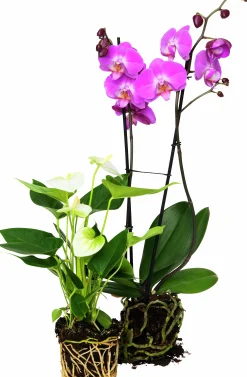 Brudorkidé lat. Phalaenopsis spp.