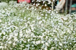 Brudslöja klassisk