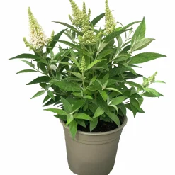 Buddleja Butterfly Candies Mix