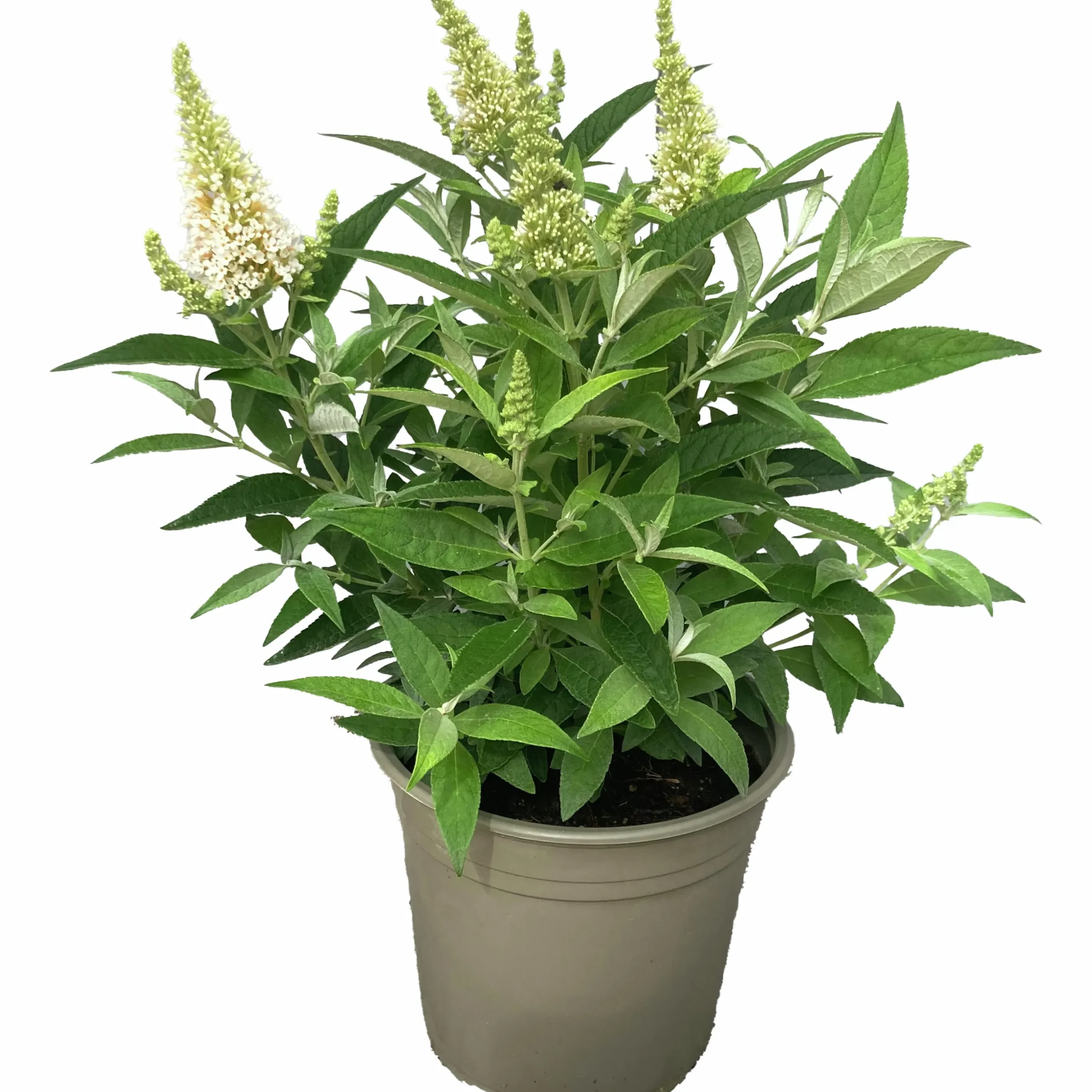 Buddleja Butterfly Candies Mix