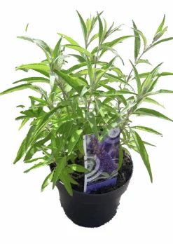 Buddleja Butterfly Candies Mix