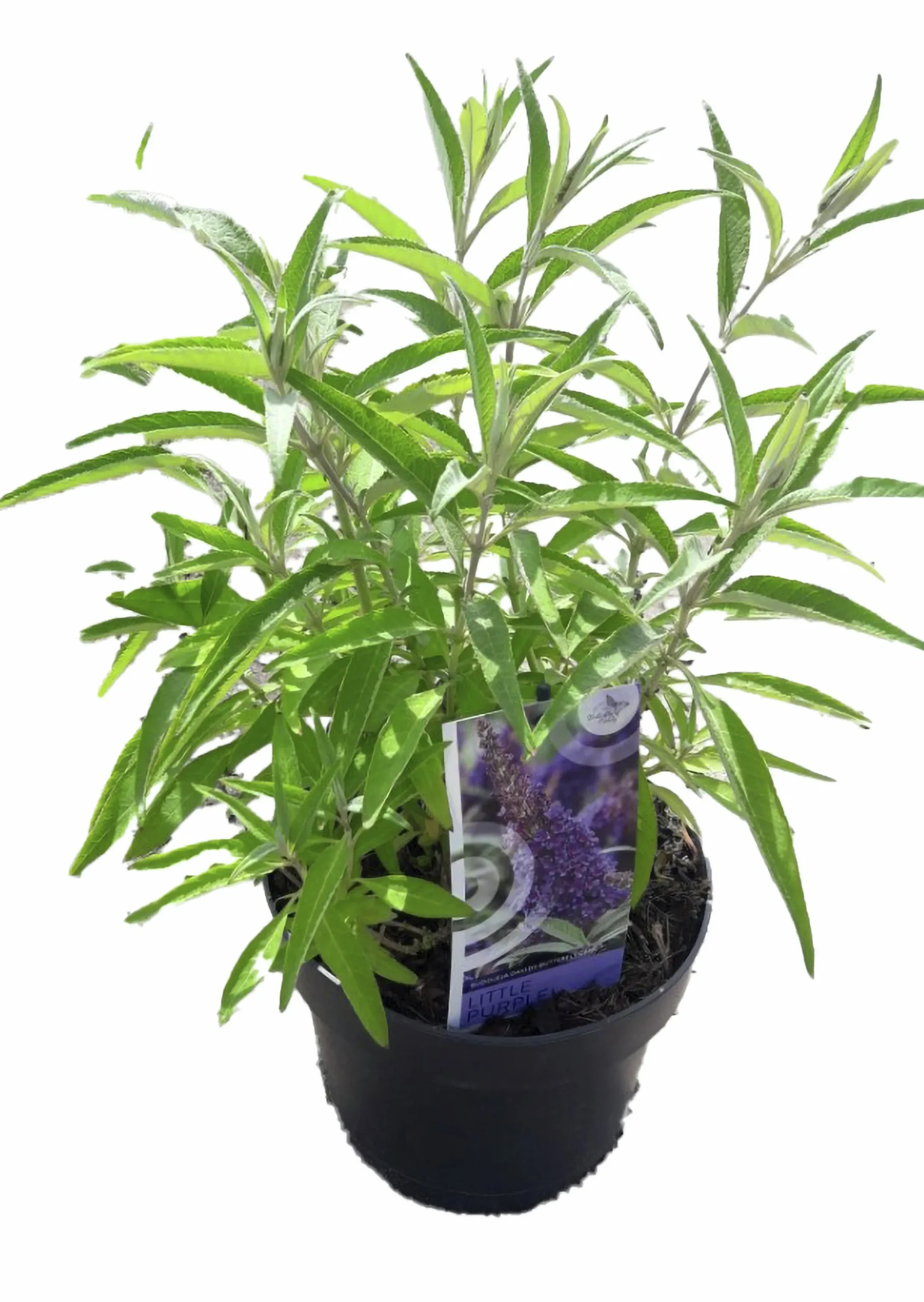 Buddleja Butterfly Candies Mix