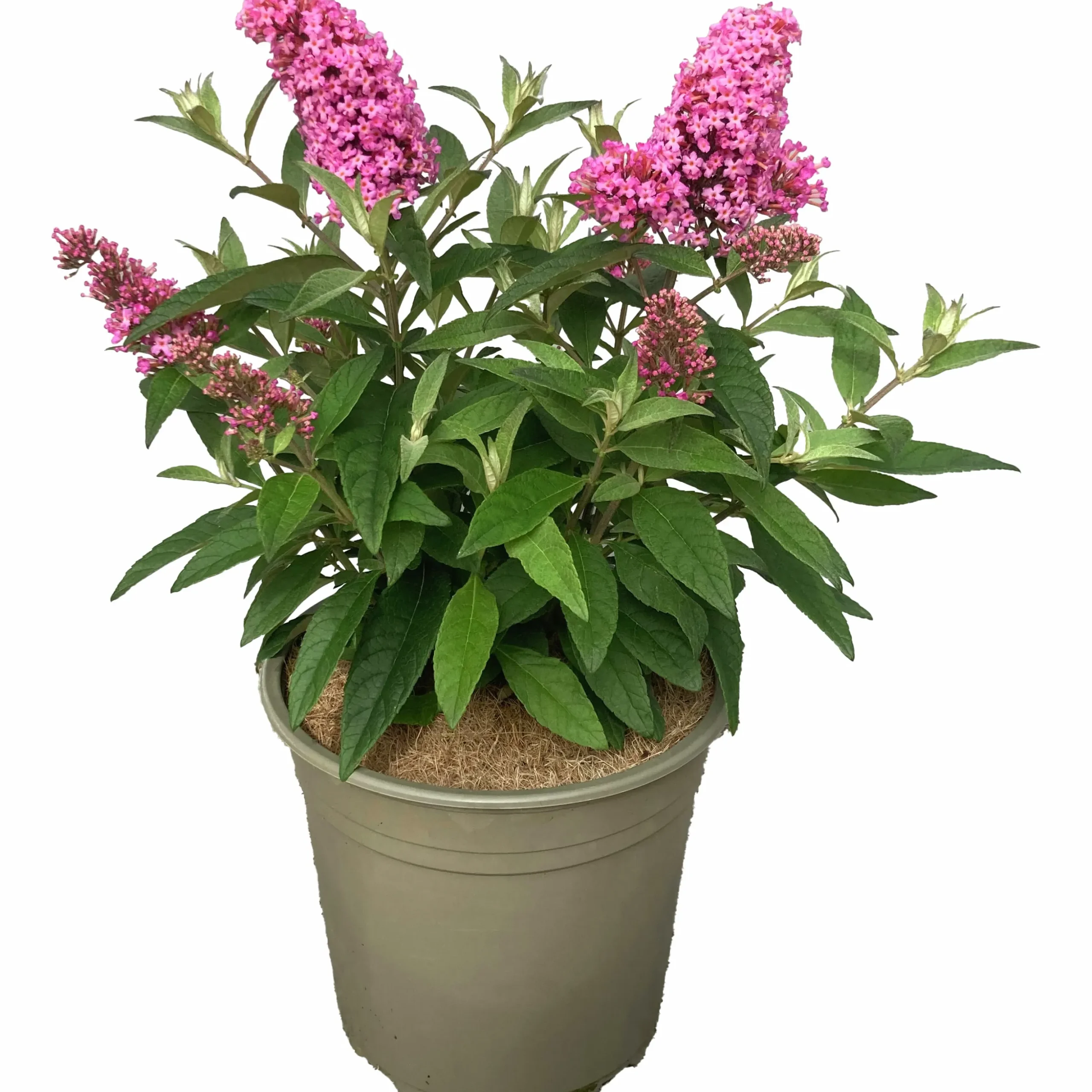 Buddleja Butterfly Candies Mix