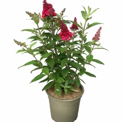 Buddleja Butterfly Candies Mix