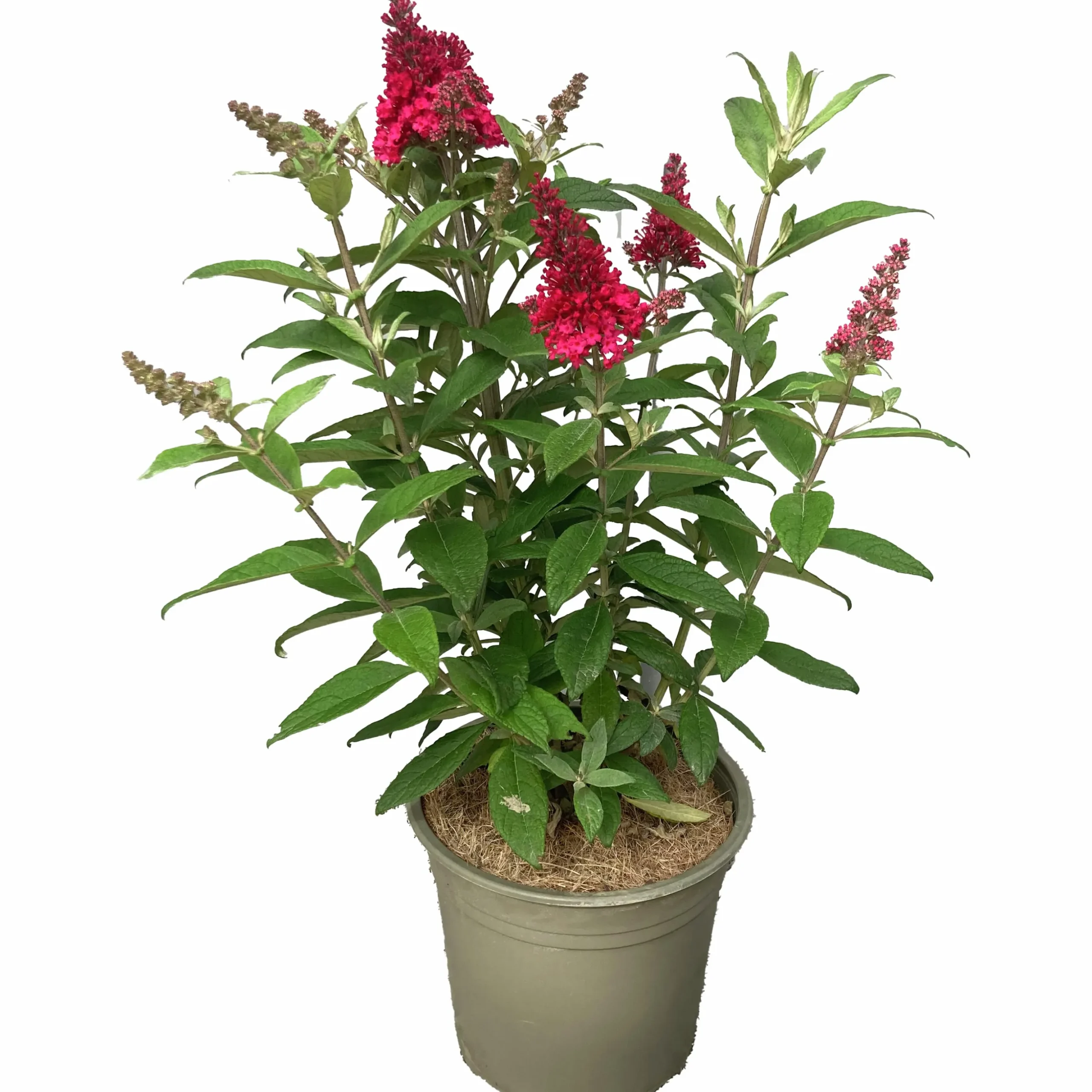 Buddleja Butterfly Candies Mix