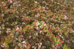 Bukettapel 'Sargentii' Barrotad