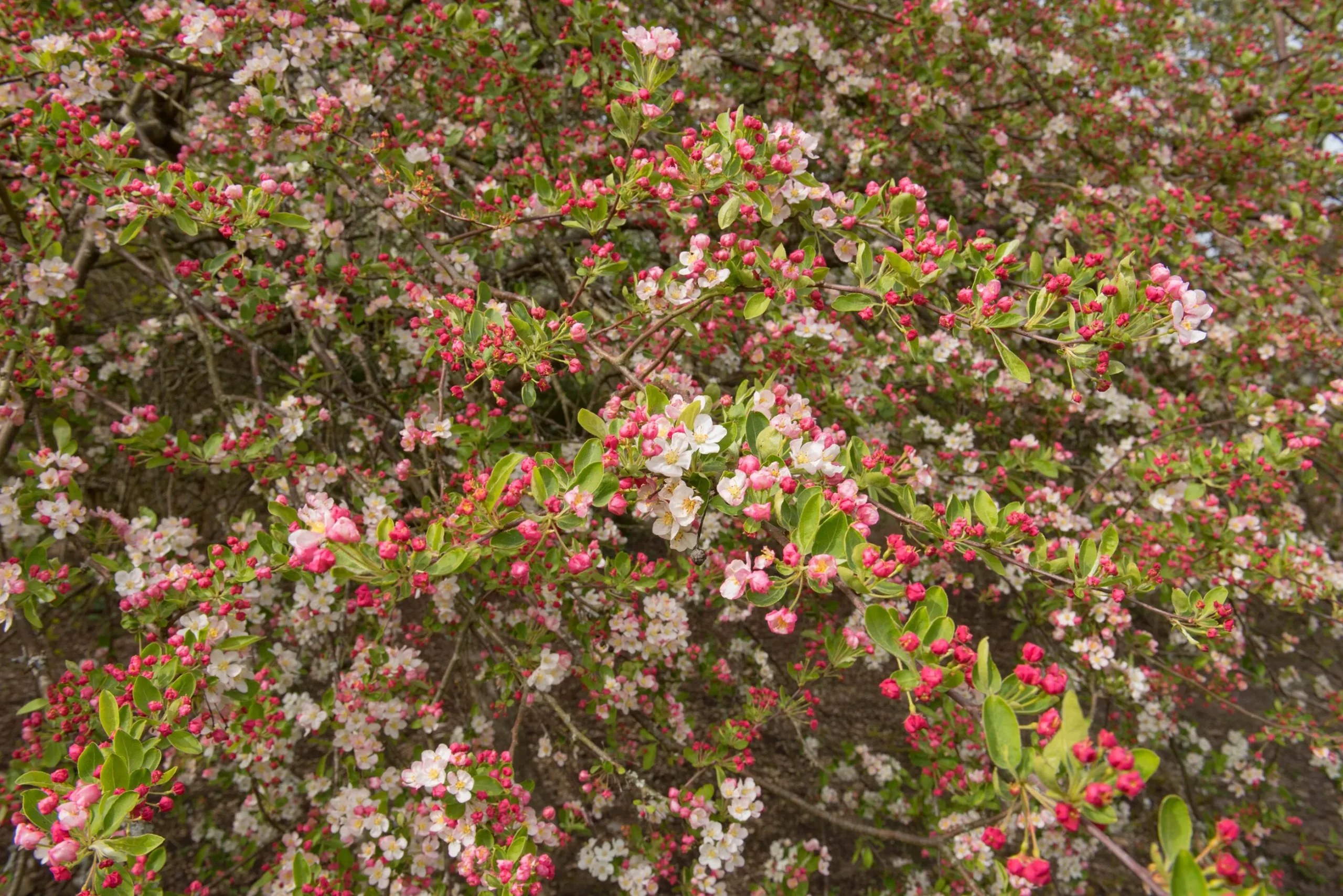 Bukettapel 'Sargentii' Barrotad