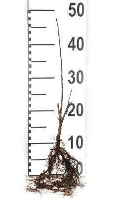 Bukettapel 'Sargentii' Barrotad