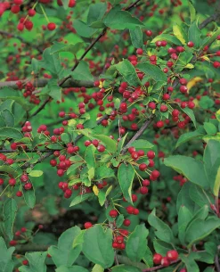 Bukettapel 'Sargentii' Barrotad