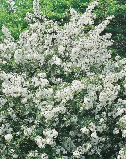 Bukettapel 'Sargentii' D:9-11cm Krukodlad