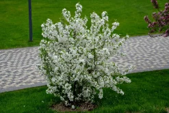 Bukettapel 'Sargentii' D:9-11cm Krukodlad