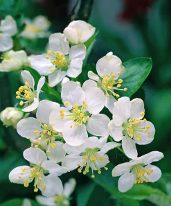 Bukettapel 'Sargentii' Krukodlad