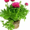 Bukettranunkel lat. Ranunculus asiaticus