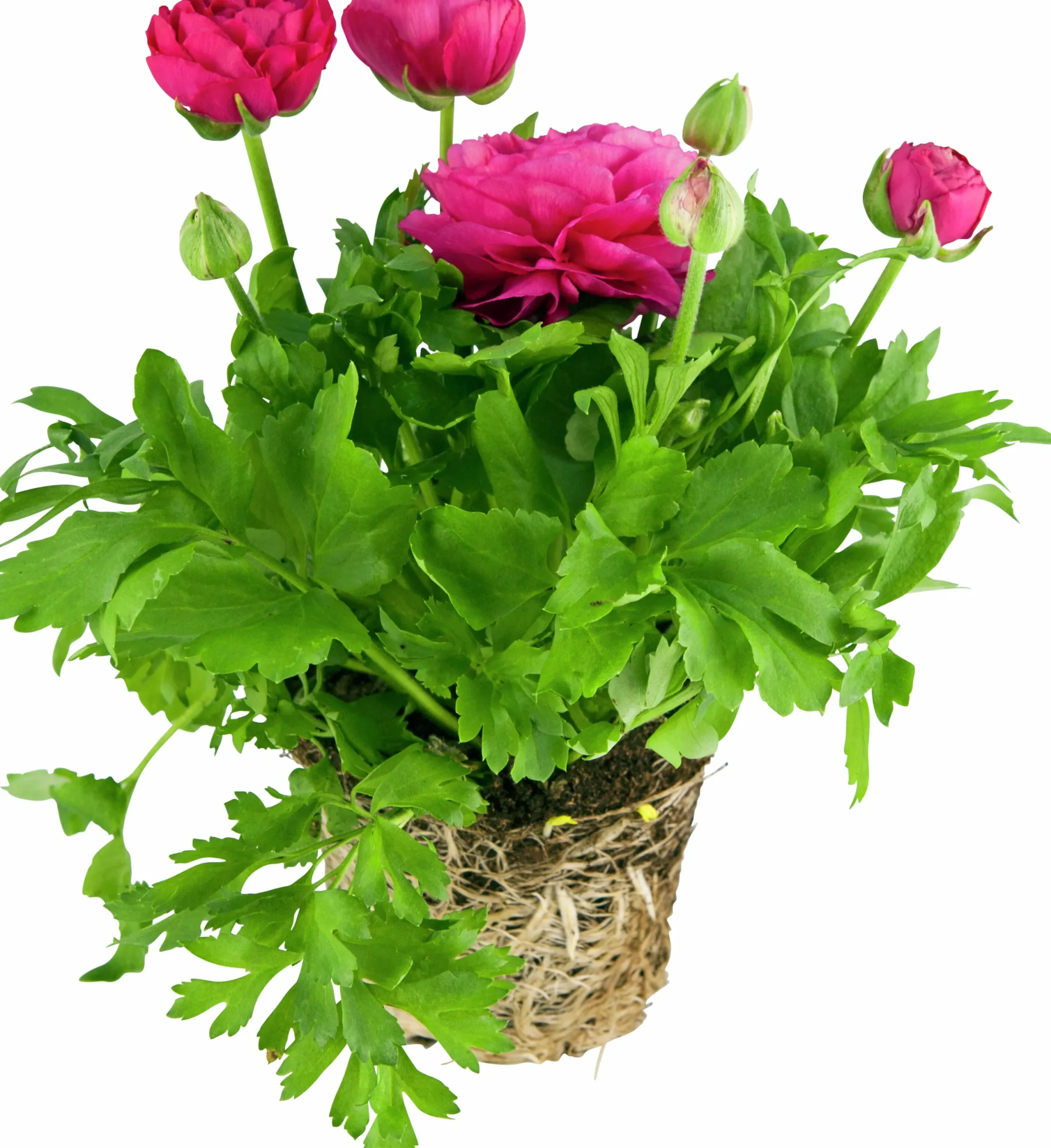 Bukettranunkel lat. Ranunculus asiaticus