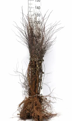 Bukettspirea Barrotad