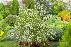 Bukettspirea Barrotad