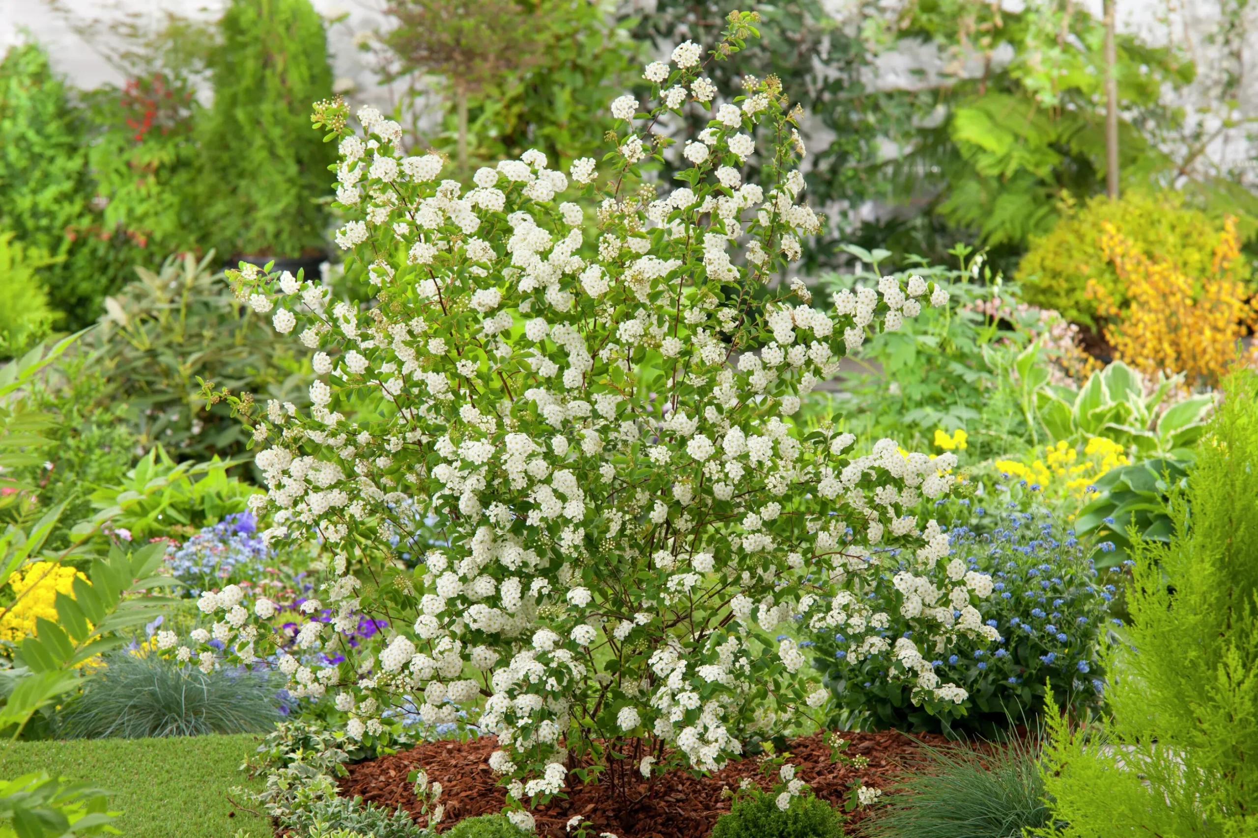 Bukettspirea Barrotad