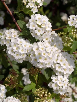Bukettspirea Barrotad