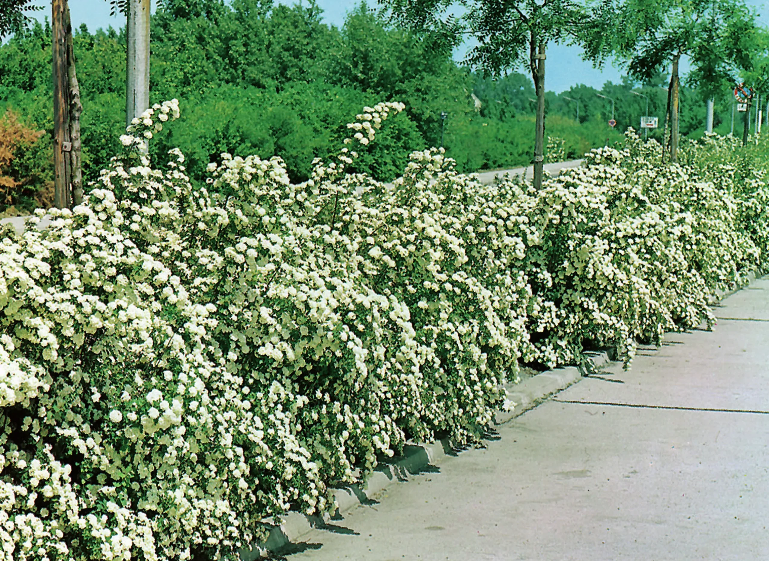 Bukettspirea Barrotad