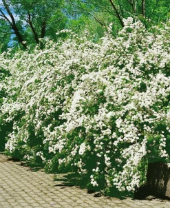 Bukettspirea Barrotad