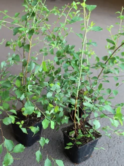 Bukettspirea D:9-11cm Krukodlad