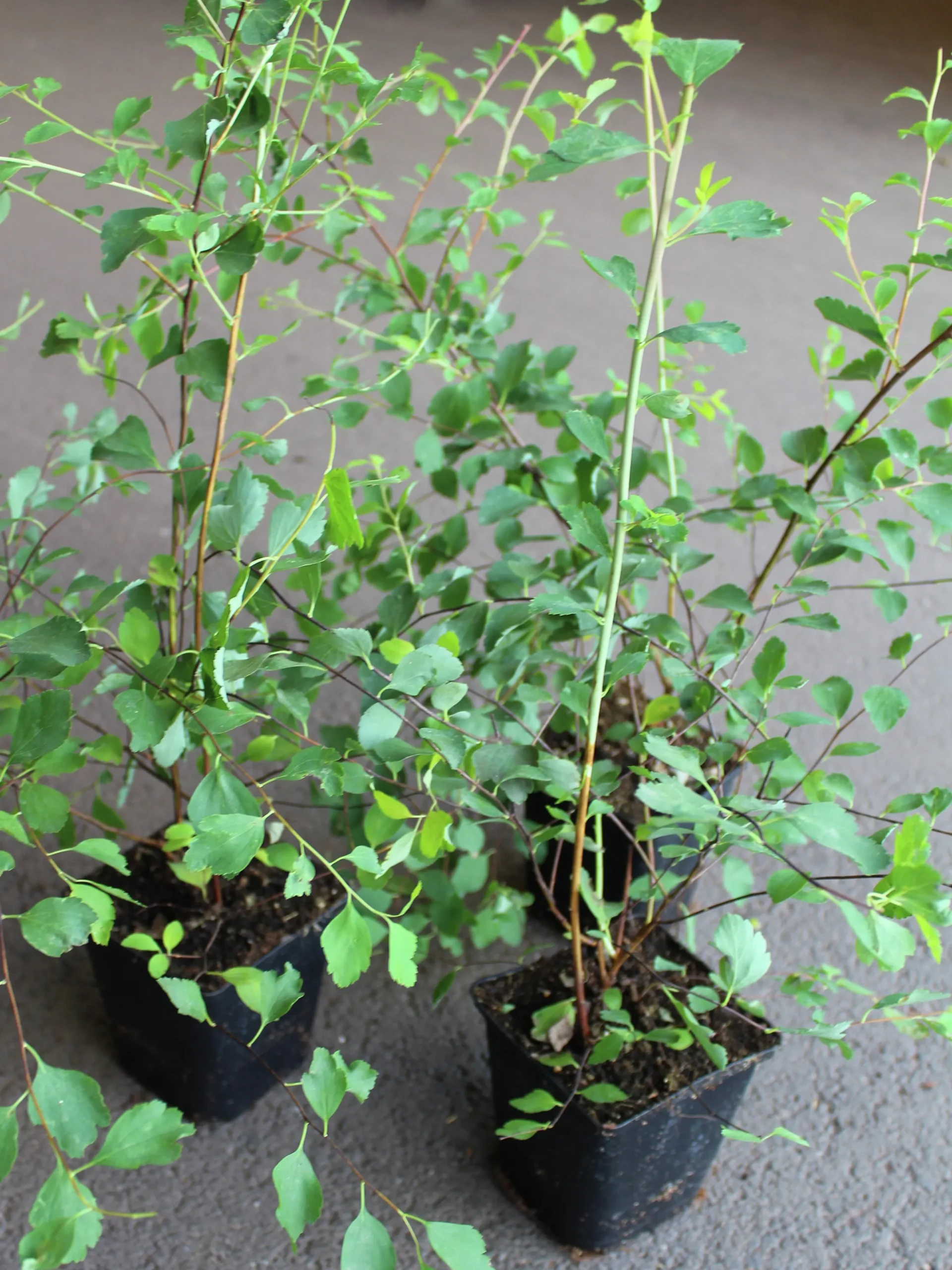 Bukettspirea D:9-11cm Krukodlad