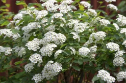 Bukettspirea D:9-11cm Krukodlad