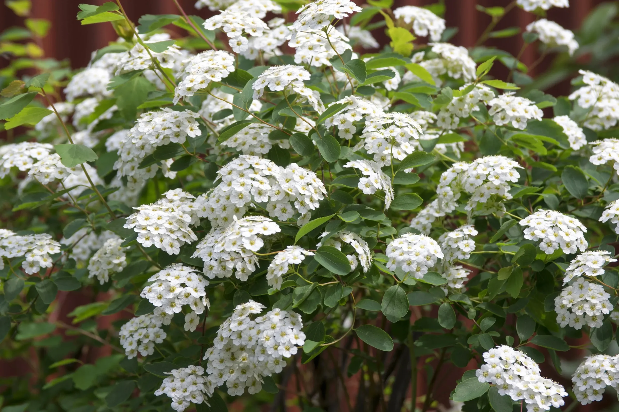 Bukettspirea D:9-11cm Krukodlad