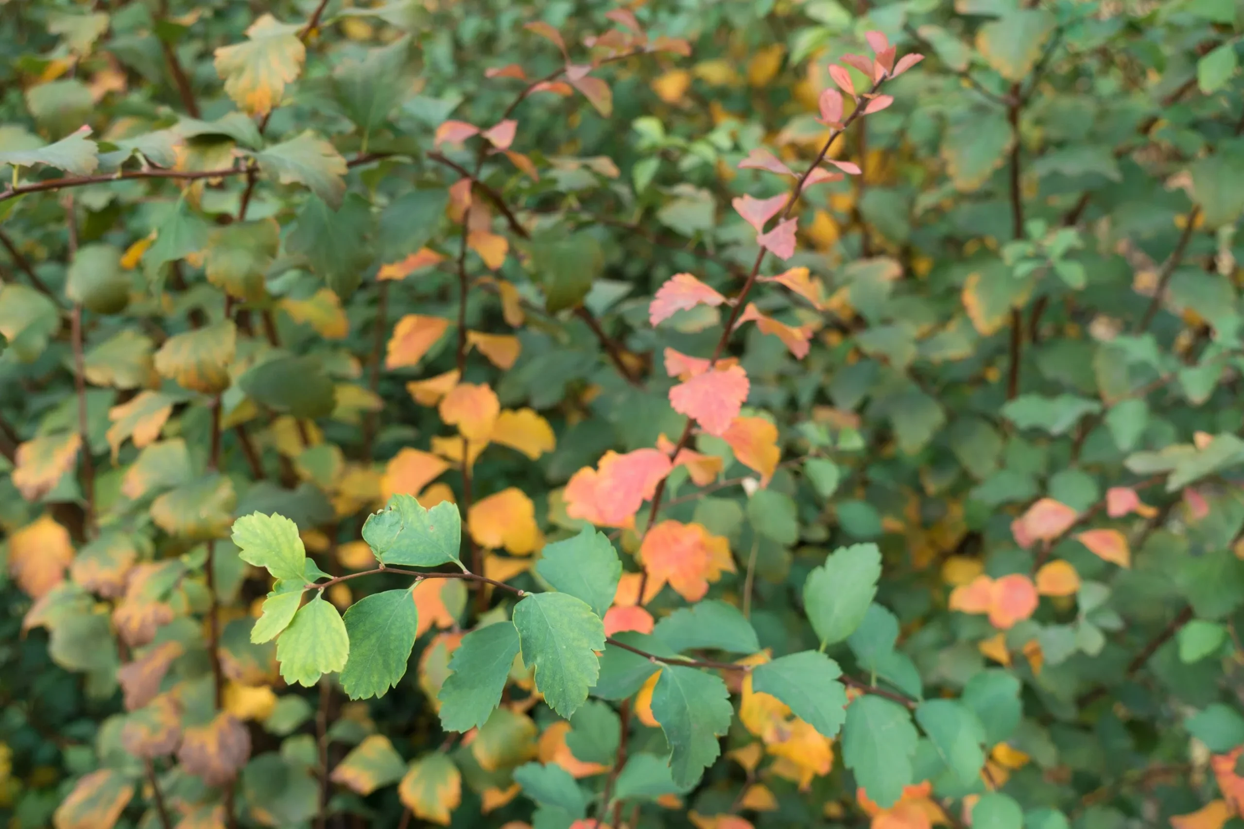Bukettspirea D:9-11cm Krukodlad
