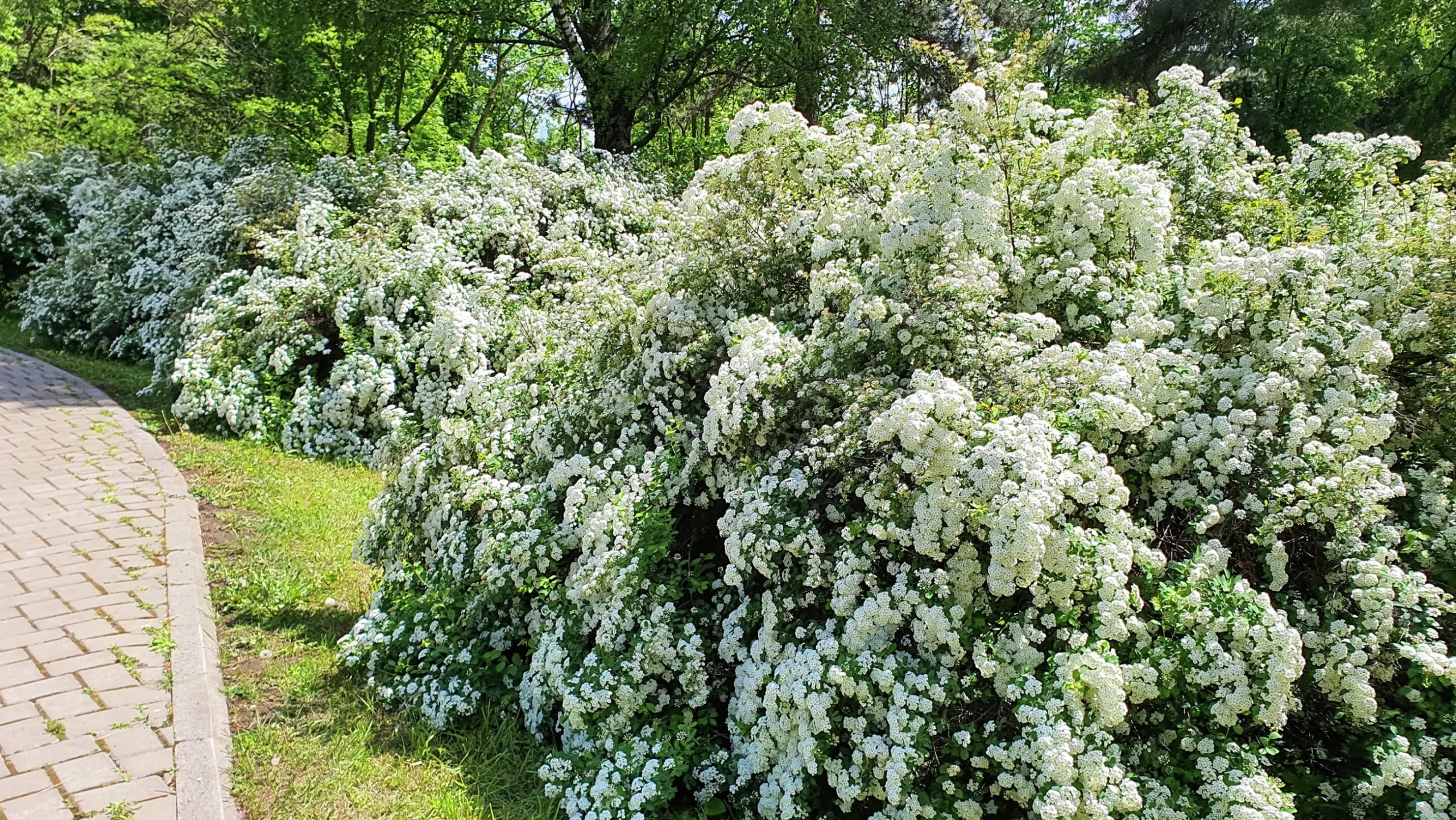 Bukettspirea D:9-11cm Krukodlad