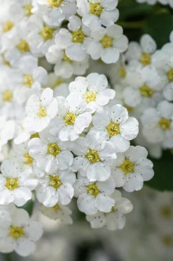 Bukettspirea D:9-11cm Krukodlad