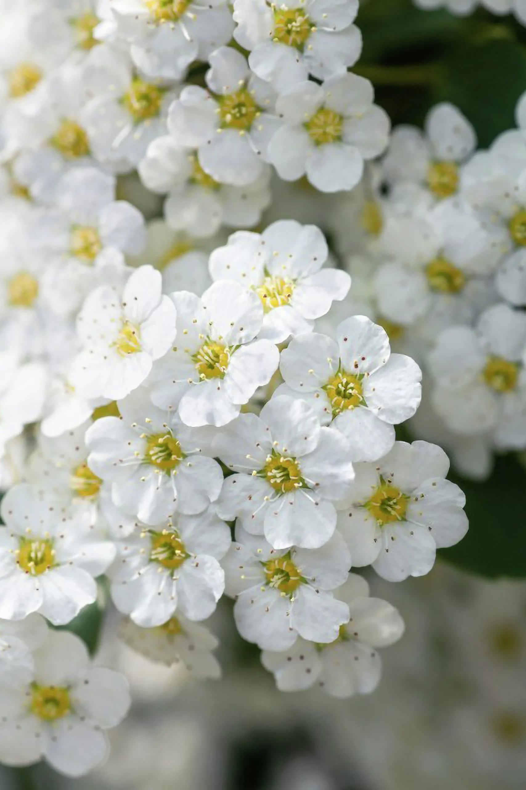 Bukettspirea D:9-11cm Krukodlad