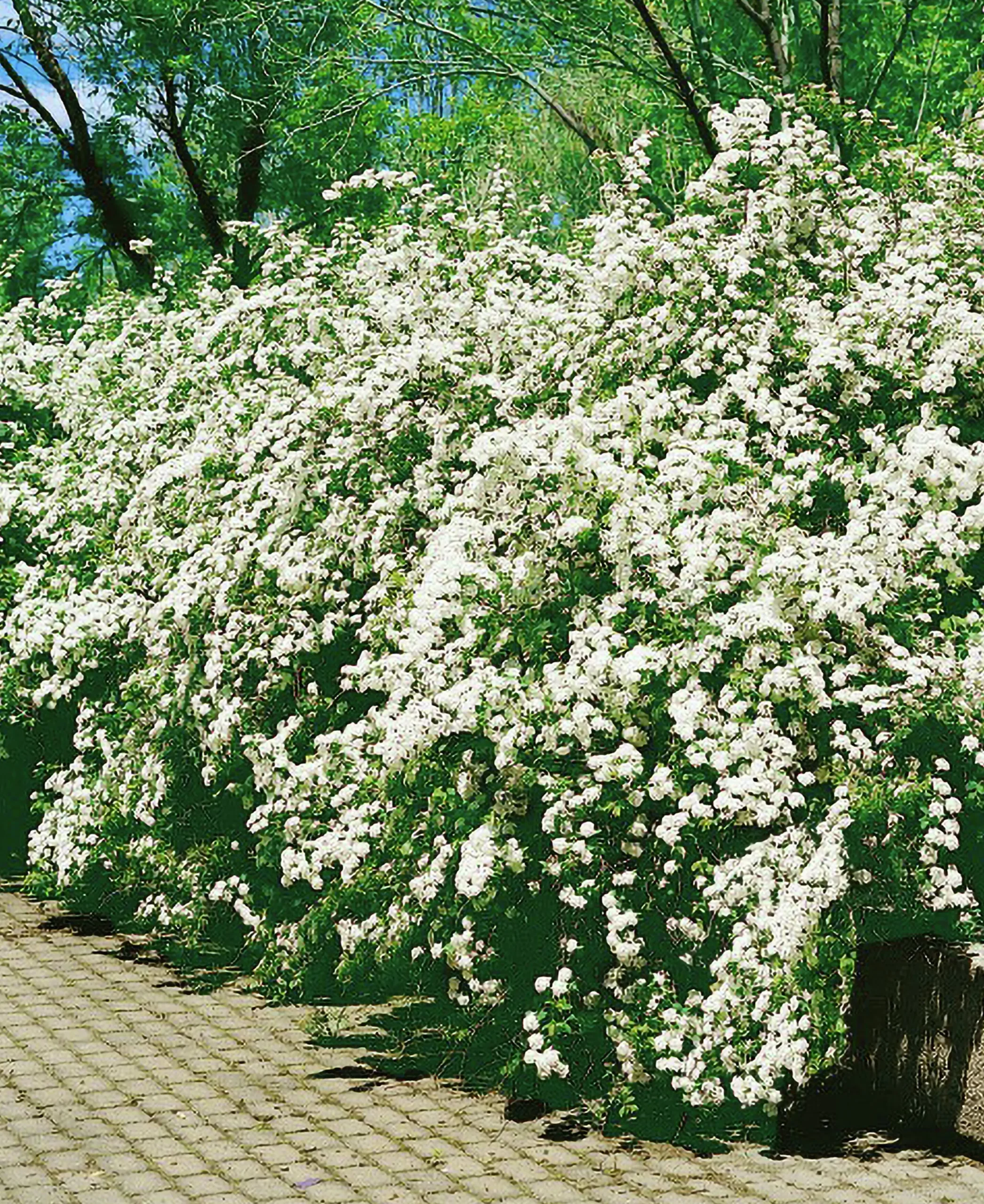 Bukettspirea D:9-11cm Krukodlad