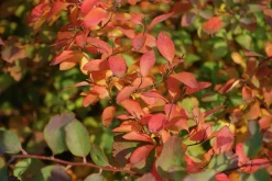 Bukettspirea Goliath Barrotad