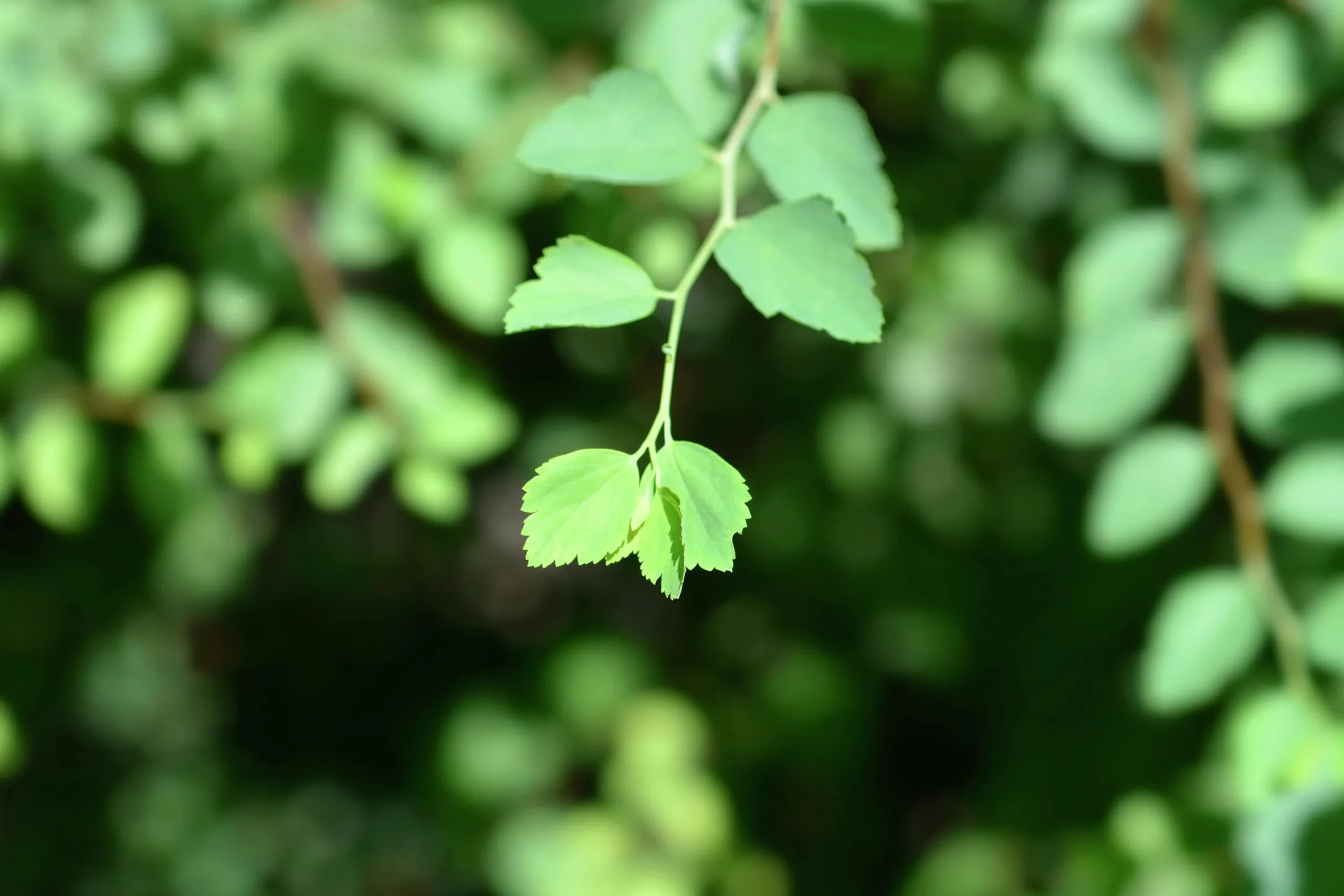 Bukettspirea Goliath Barrotad