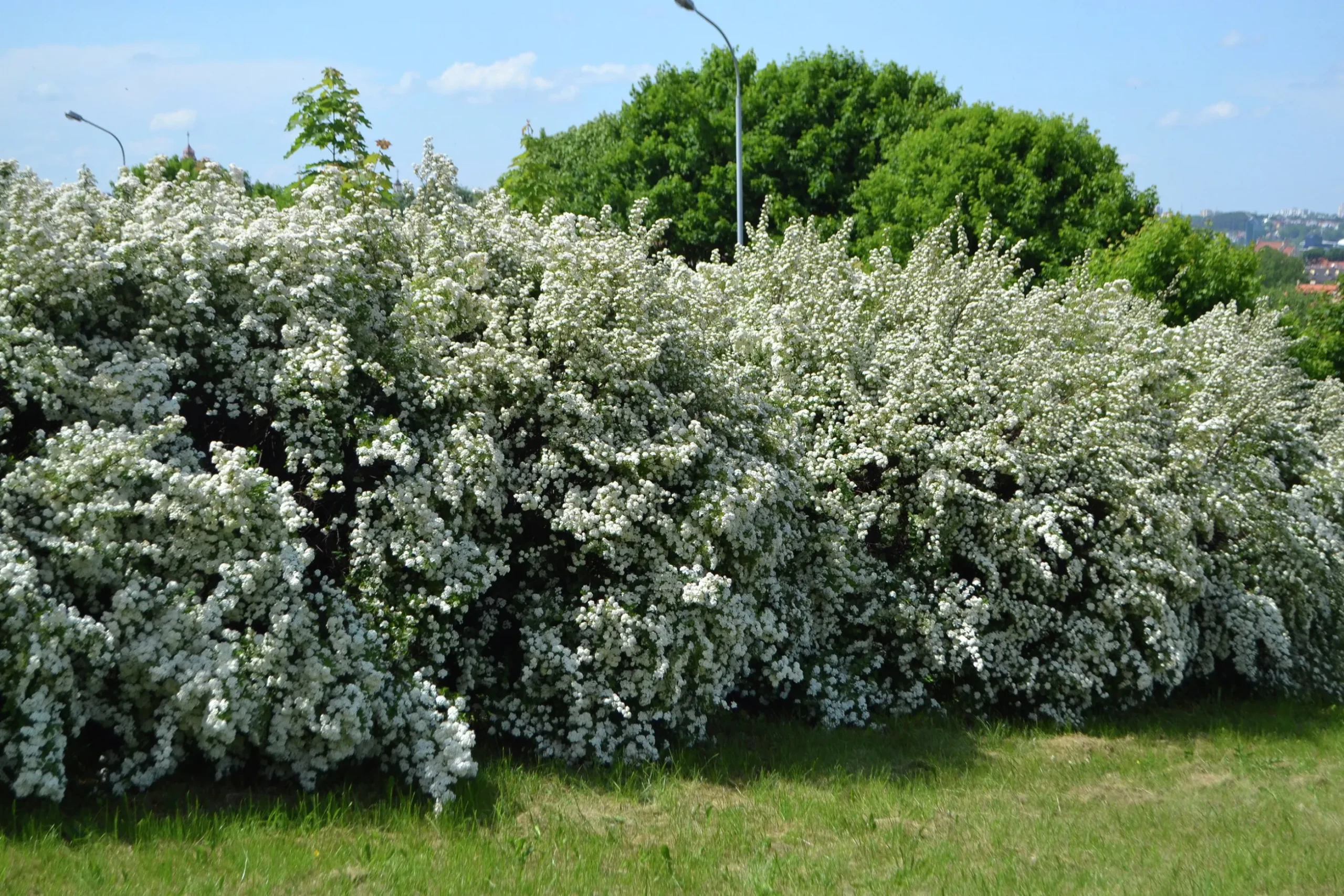 Bukettspirea Goliath Barrotad