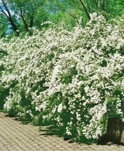 Bukettspirea Goliath Barrotad