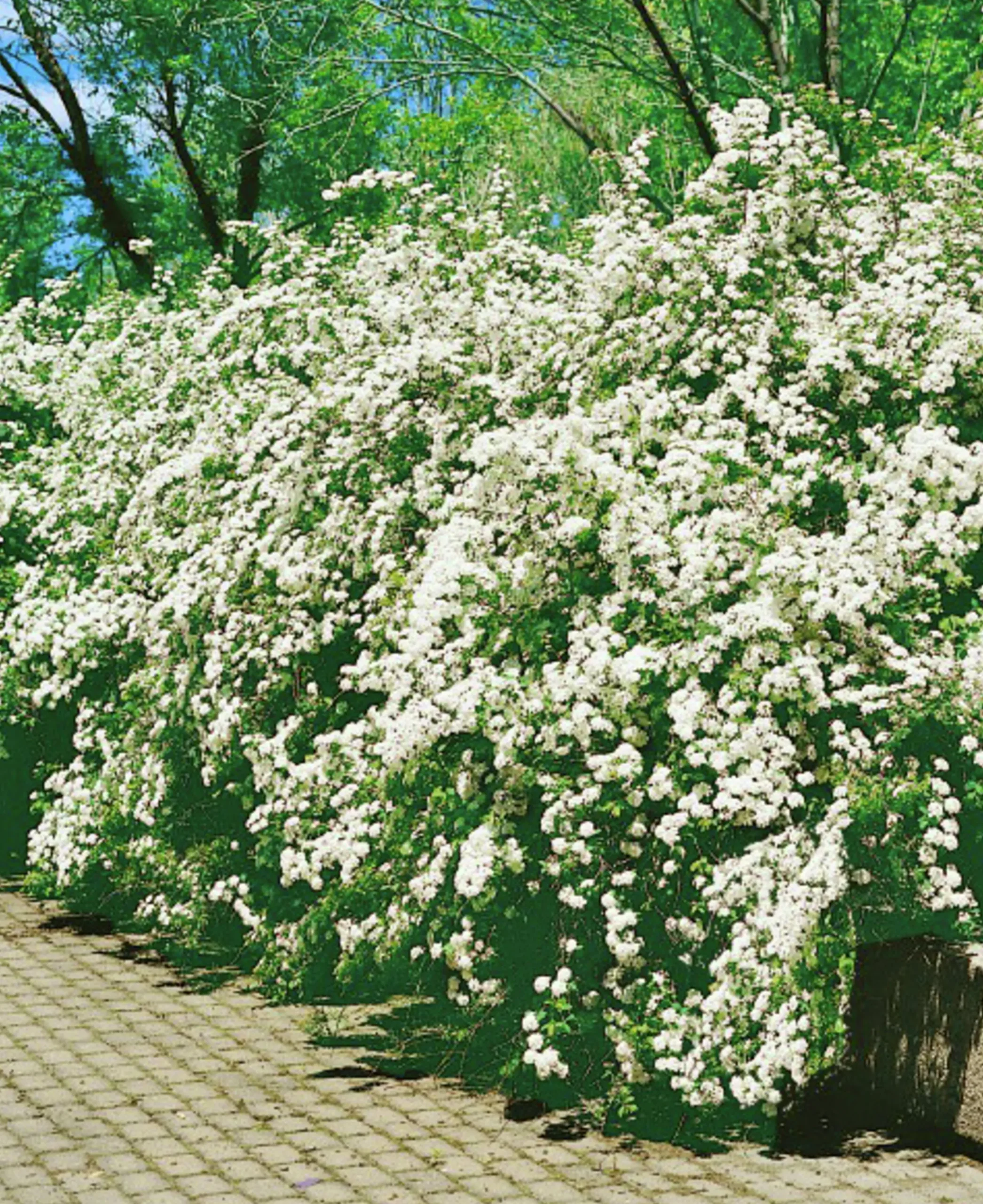 Bukettspirea Goliath Barrotad